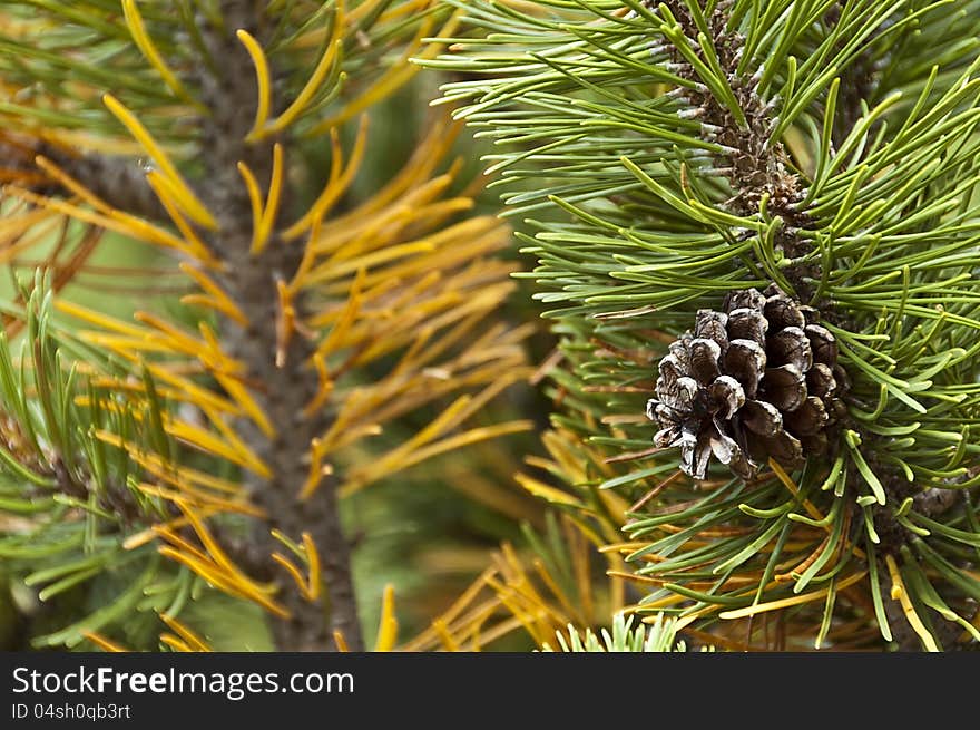 Pinecode on the mugo pine