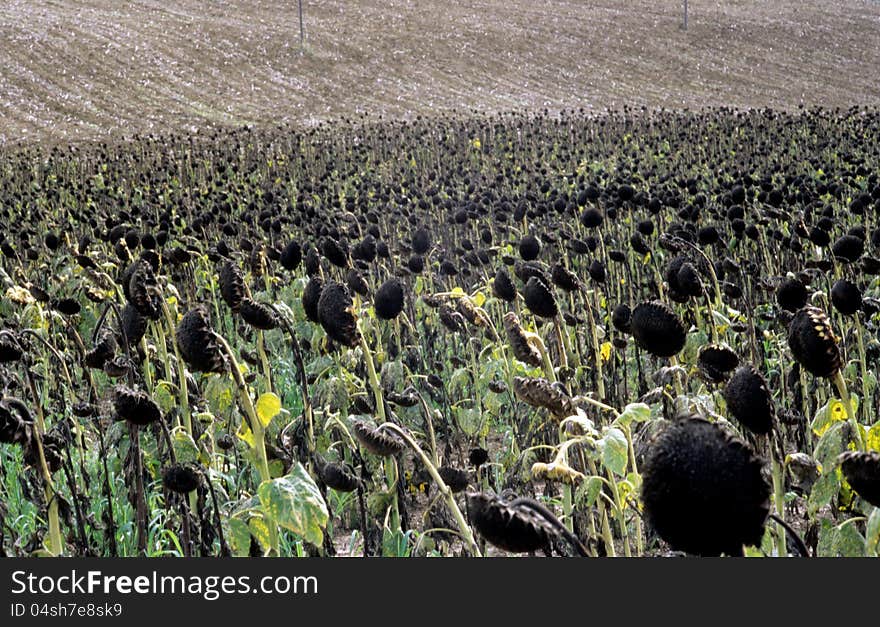 Sunflowers in val of Recanati. Marche region, Italy. Sunflowers in val of Recanati. Marche region, Italy