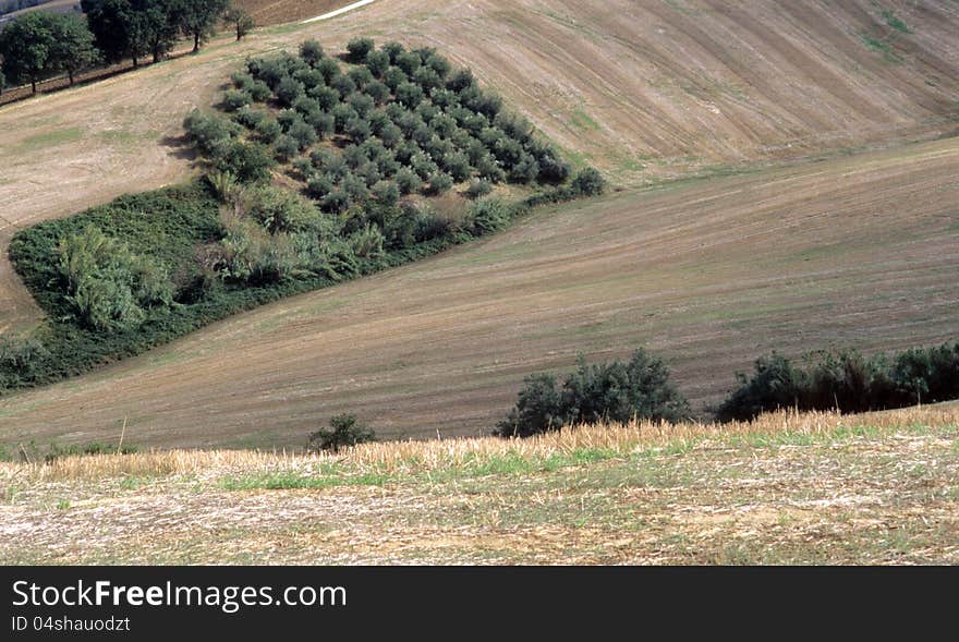 Olive trees in val of Recanati. Marche region, Italy. Olive trees in val of Recanati. Marche region, Italy