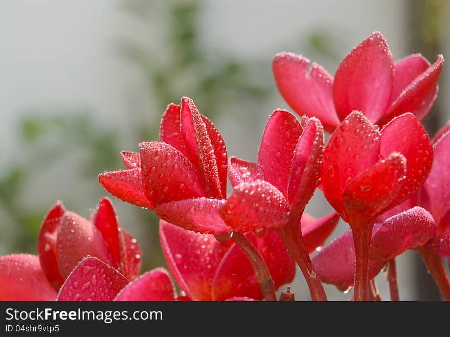 Pink plumeria after the rain