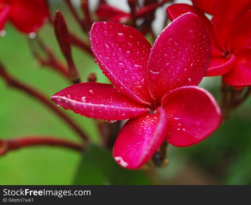 Pink plumeria after the rain