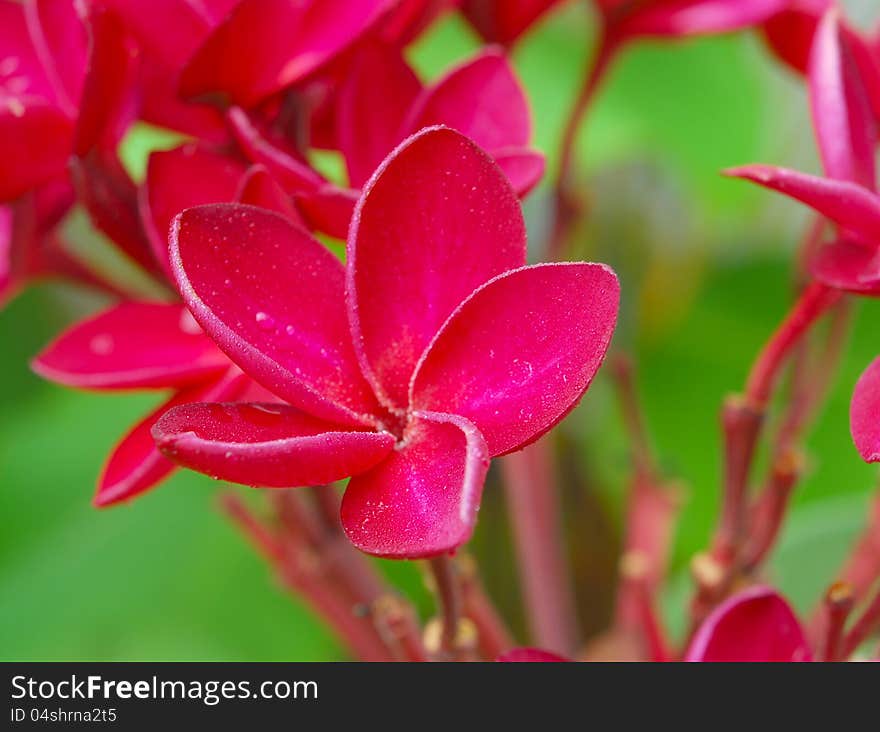 Pink plumeria after the rain