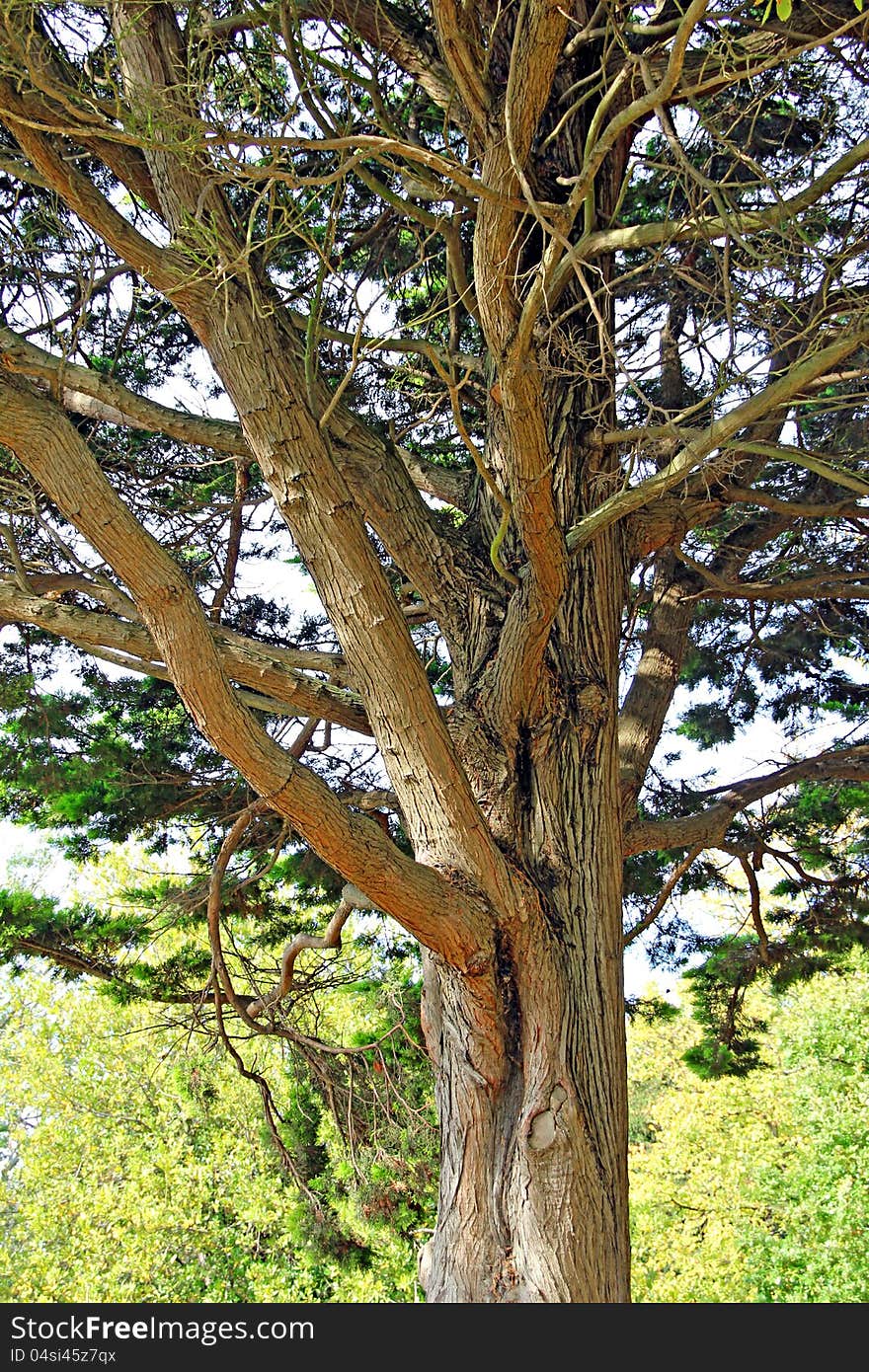 Old Mature Tree