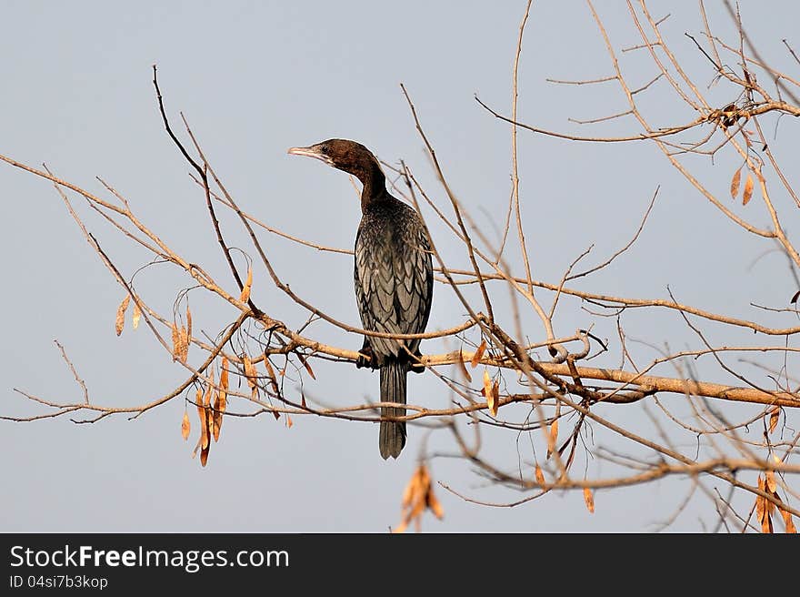 Cormorant