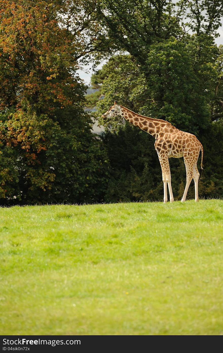 A giraffe eating leaves off a tree.