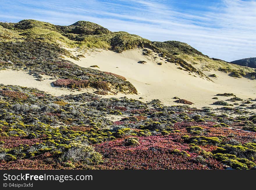 Sky, sand and colorful vegetation on Big Sur beach. Sky, sand and colorful vegetation on Big Sur beach