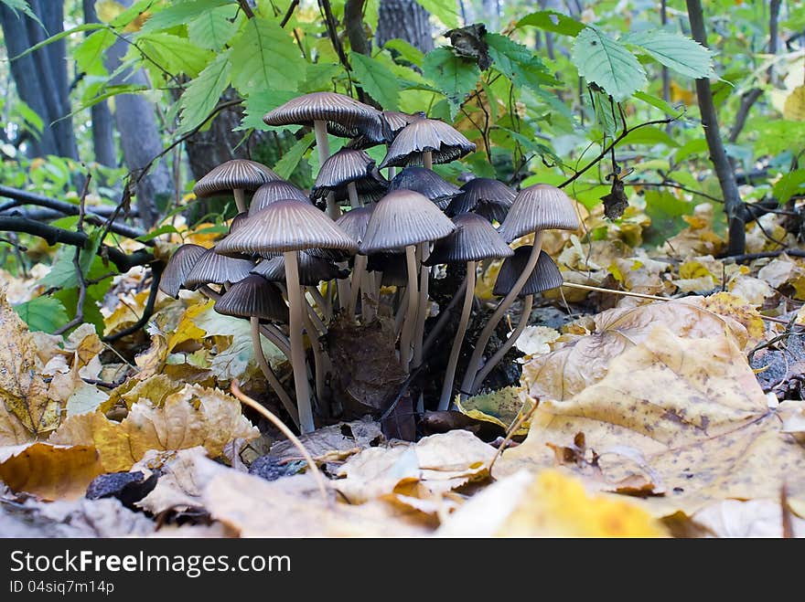 Colony of forest toadstools coprinus