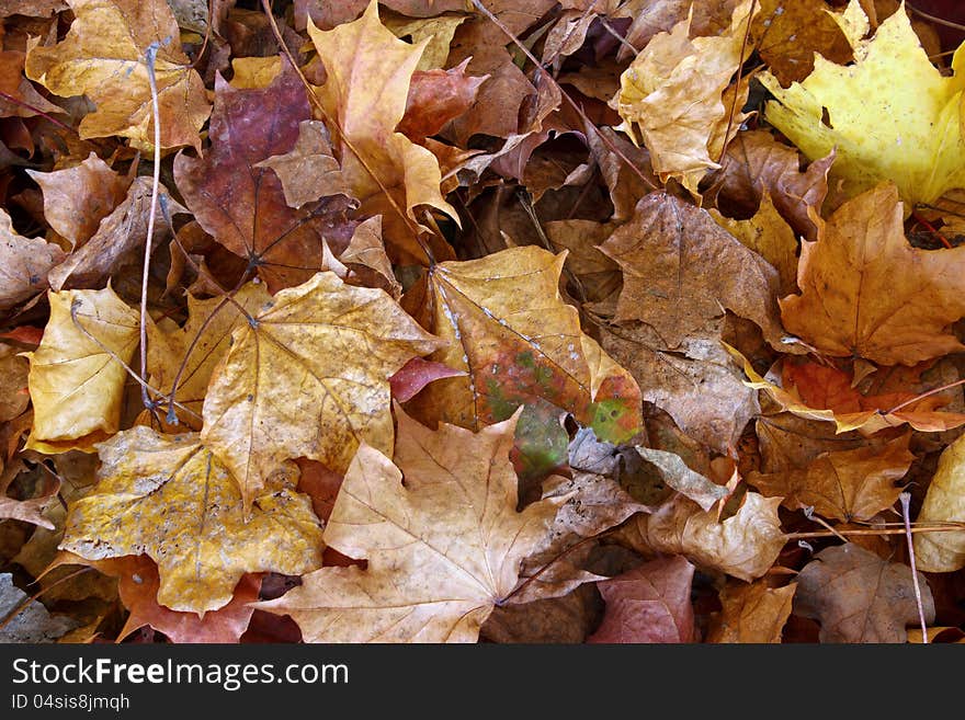 Maple Leaves