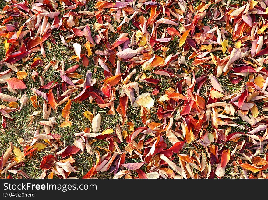 Colorful fallen autumn leaves lay on the ground.