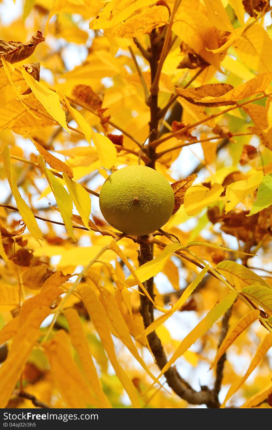 Walnut with yellow leaves