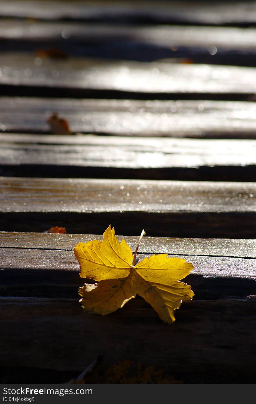 Yellow Leaf On Wooden Path Covered With Frost