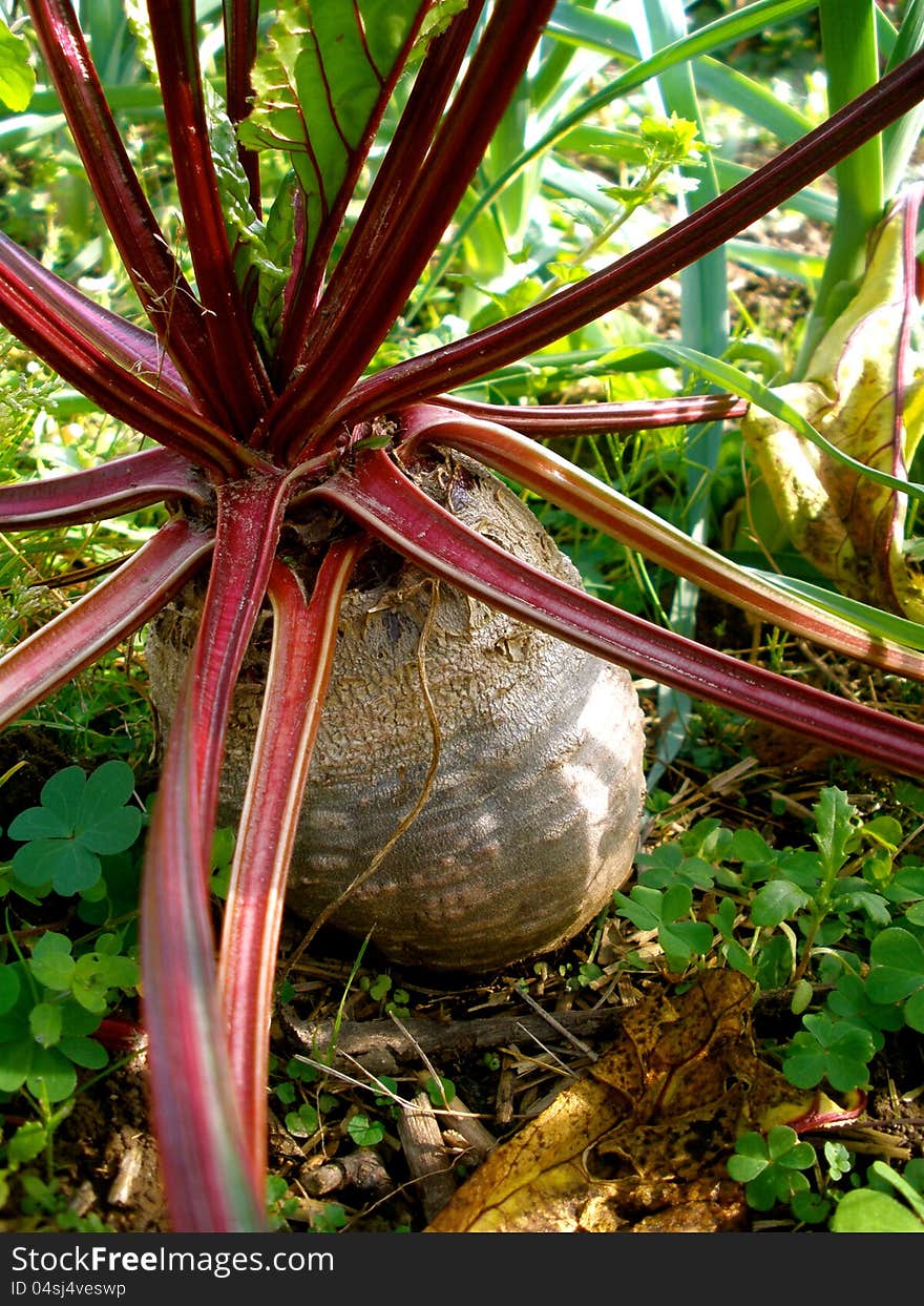 A ripe red beet root vegetable in the garden. A ripe red beet root vegetable in the garden.