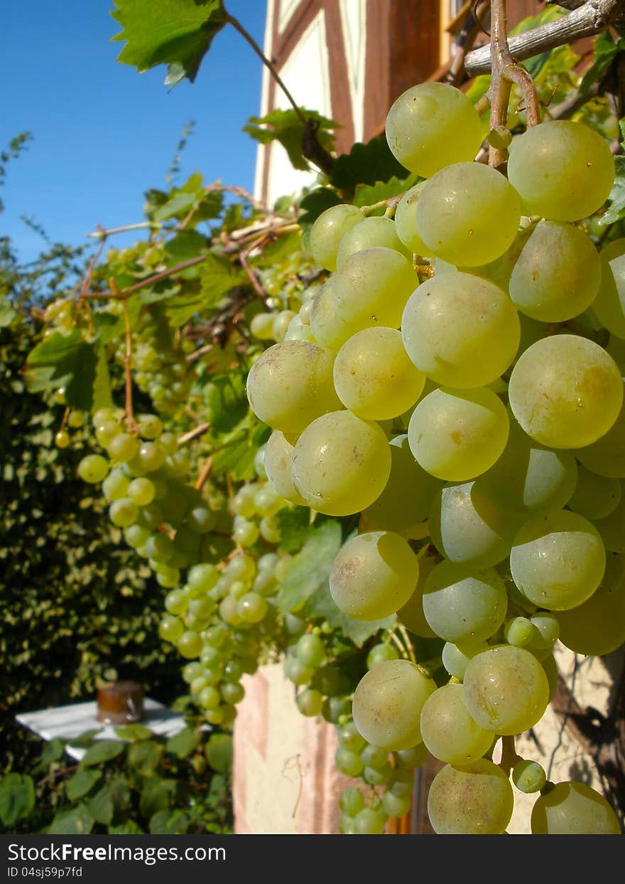 Grapes On A Vine