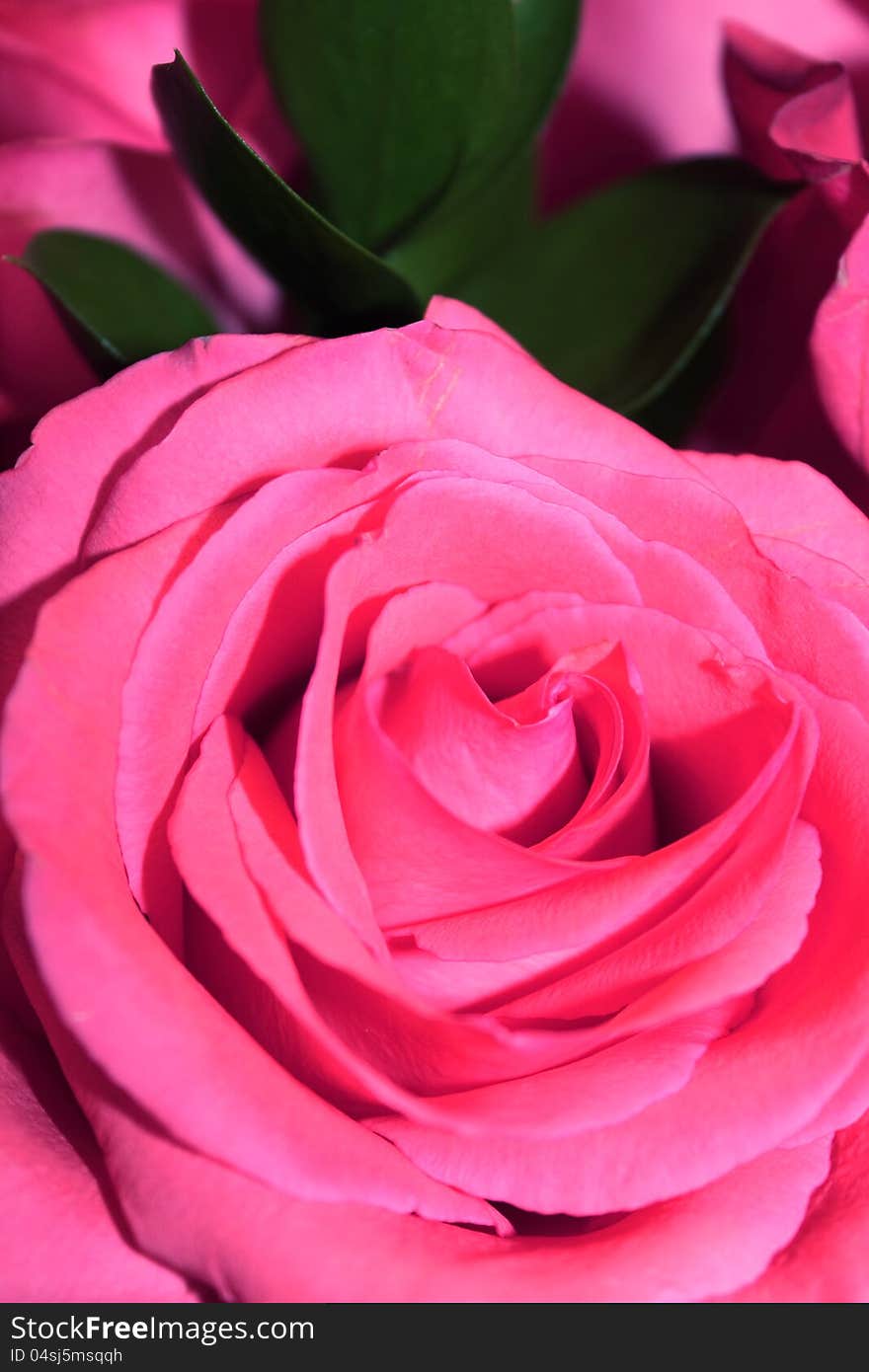 Close up of large pink rose