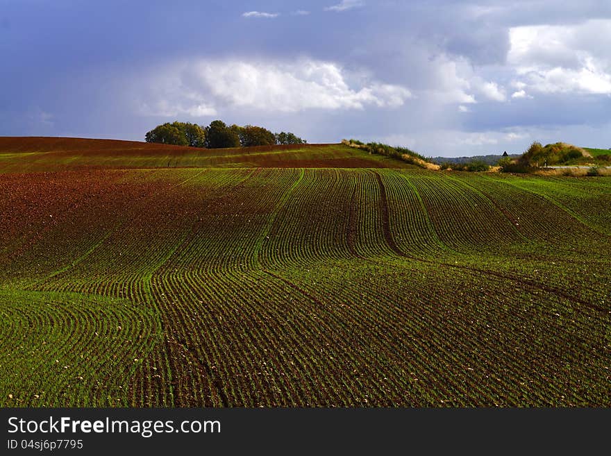 Large emerald field of winter cereals under the bright blue cloudy sky. Large emerald field of winter cereals under the bright blue cloudy sky