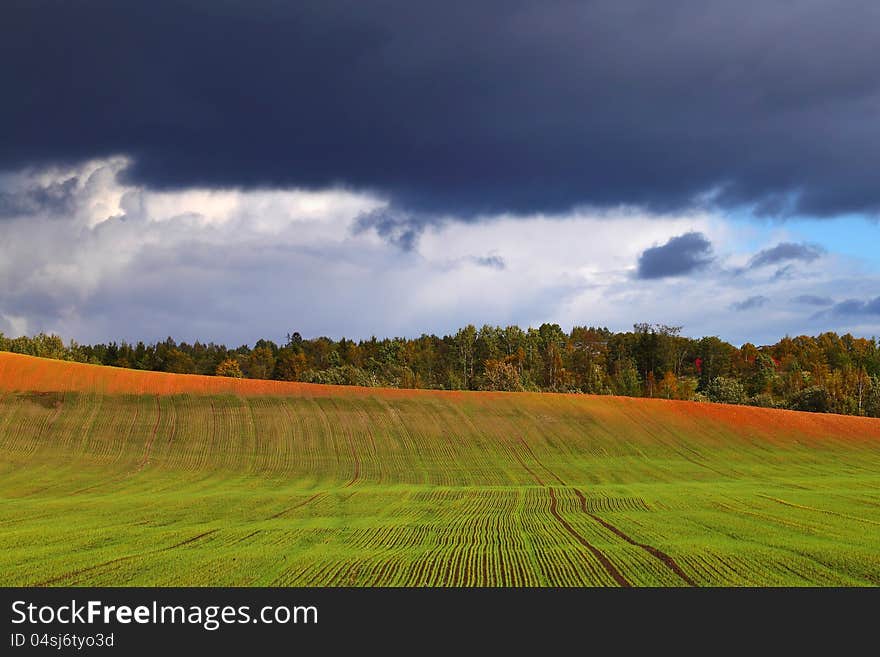 Bright green field full of young sprouts under the dark rainy sky. Bright green field full of young sprouts under the dark rainy sky