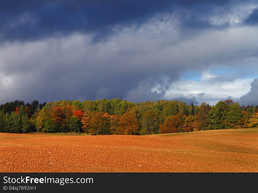 Bright autumn forest on the red plowed field edge under the dark cloudy sky. Bright autumn forest on the red plowed field edge under the dark cloudy sky