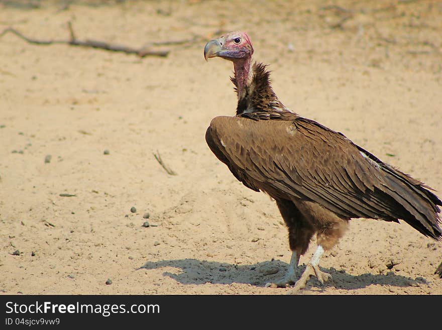 An adult Lappet-faced Vulture at a watering hole in Namibia, Africa. An adult Lappet-faced Vulture at a watering hole in Namibia, Africa.