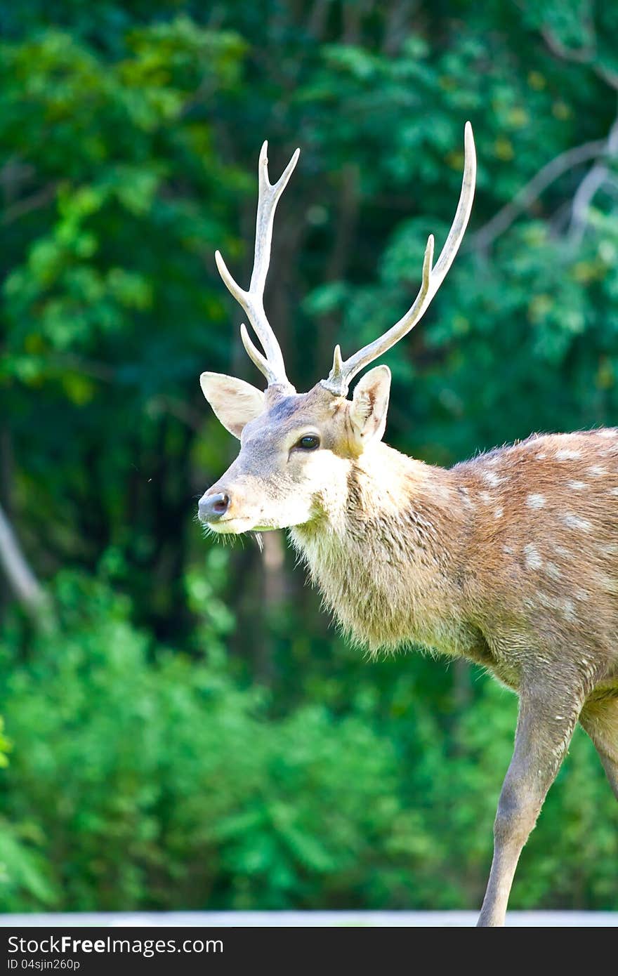 Sika Deer in chiang mai night safari zoo