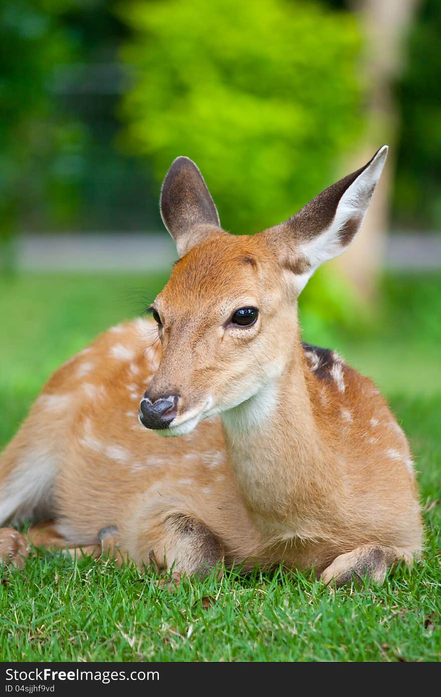 Sika Deer sit on green grass