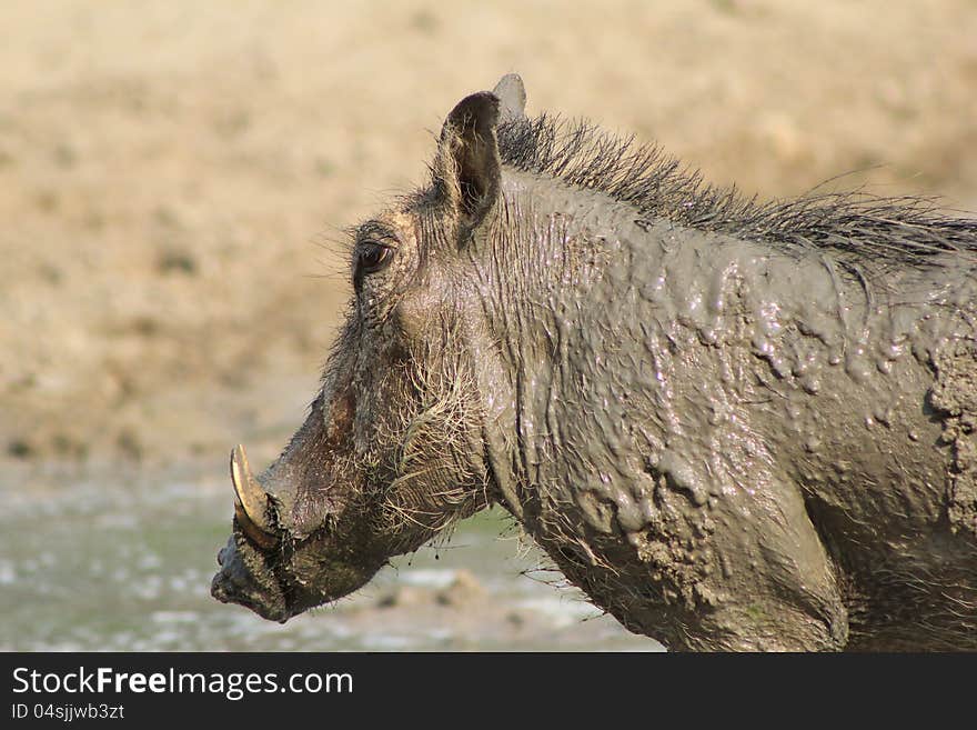 A young Warthog female having a mud bath, and enjoying it tremendously. Photo taken on a game ranch in Namibia, Africa. A young Warthog female having a mud bath, and enjoying it tremendously. Photo taken on a game ranch in Namibia, Africa.