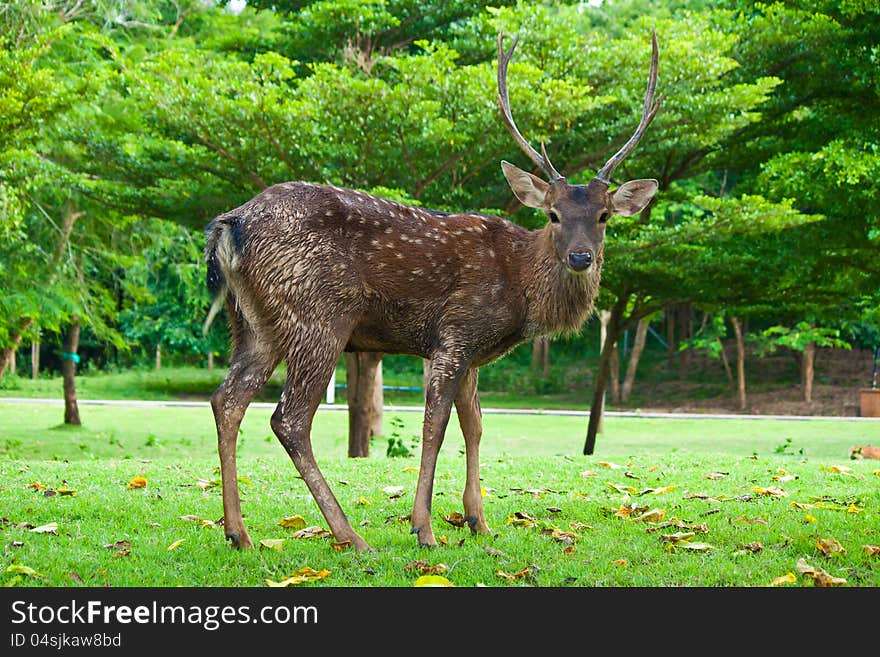 Sika Deer in chiang mai night safari zoo