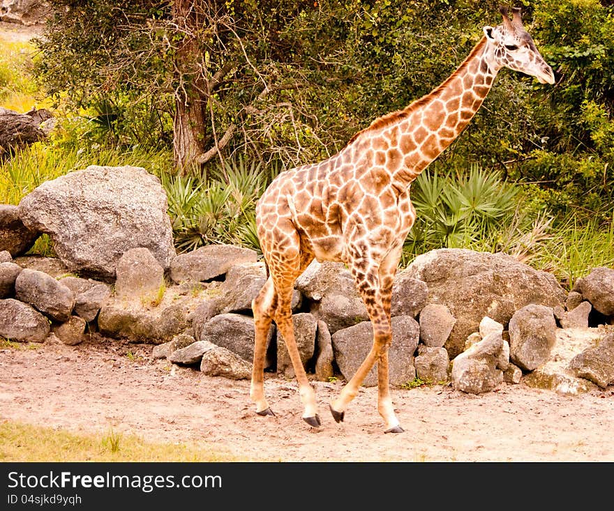 Giraffe walking in Central Florida zoo. Giraffe walking in Central Florida zoo.