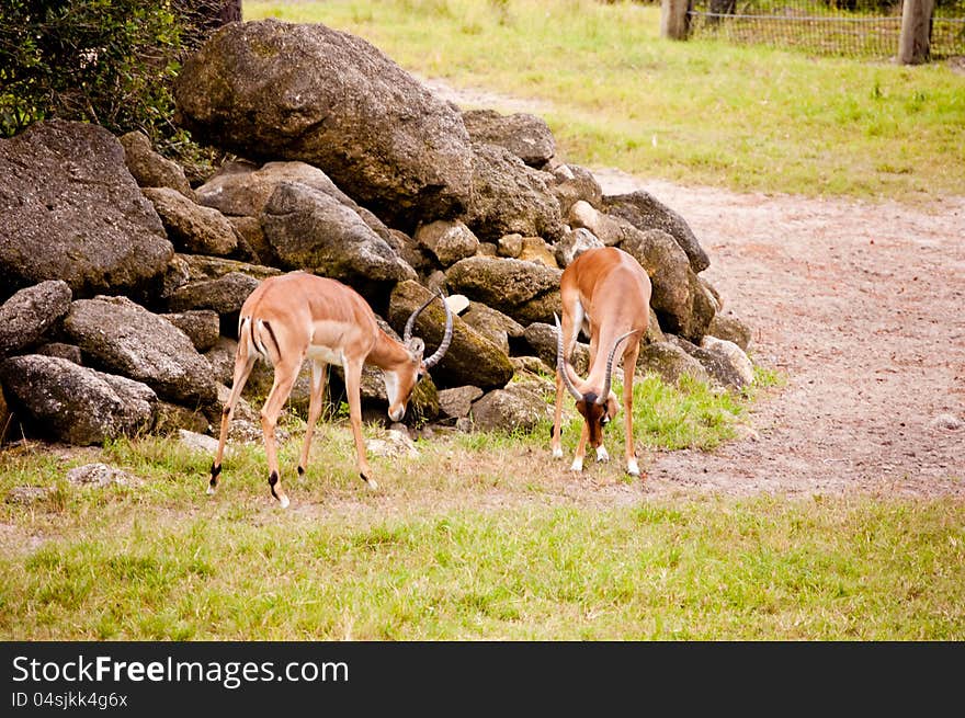 Two playful impalas in a  zoo.