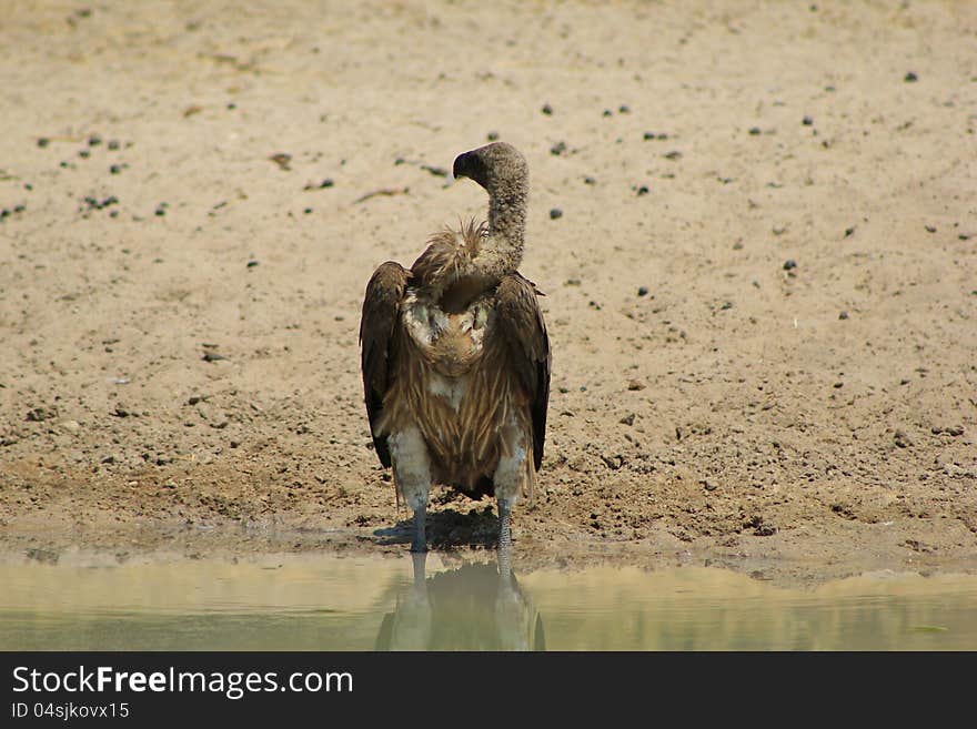 An adult White-backed Vulture at a watering hole in Namibia, Africa. An adult White-backed Vulture at a watering hole in Namibia, Africa.