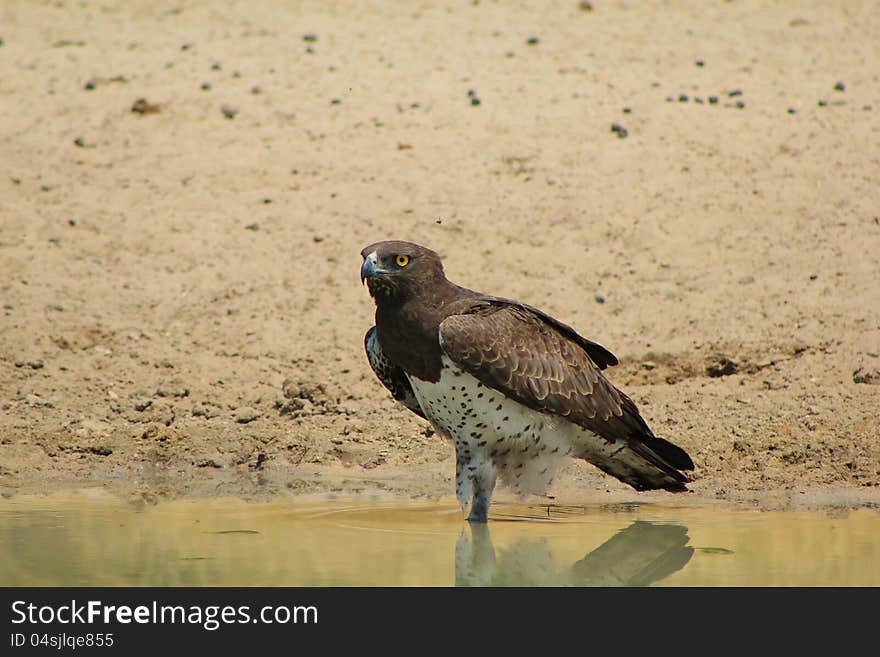 An adult Martial Eagle at a watering hole in Namibia, Africa. Note that it has only one leg !!!. An adult Martial Eagle at a watering hole in Namibia, Africa. Note that it has only one leg !!!