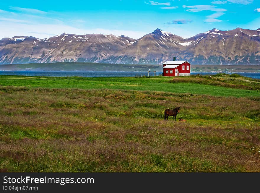 Iceland red house in the meadow with a horse, mountain background, Iceland