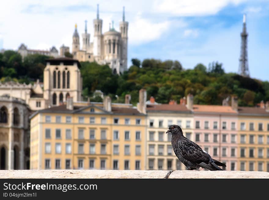 Lyon colorful houses view with pigeon in the foreground, France