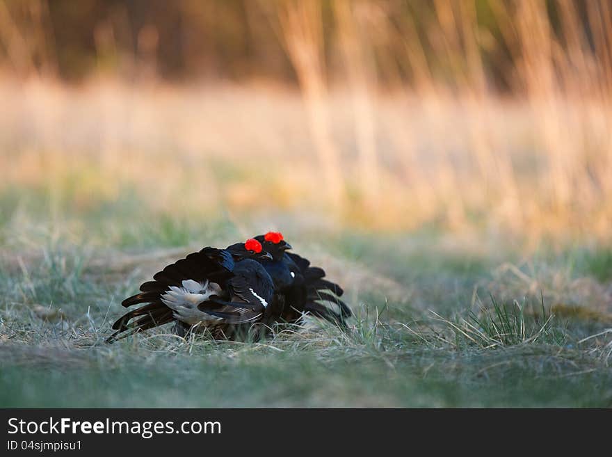 Lekking Black Grouse