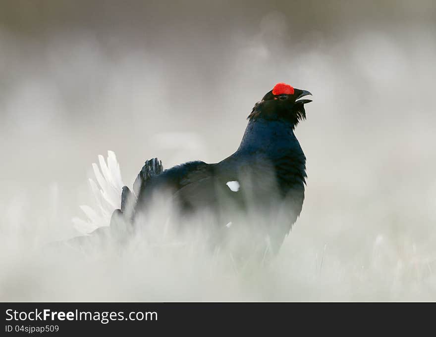 Lekking Black Grouse ( Lyrurus tetrix). Early morning. Forest