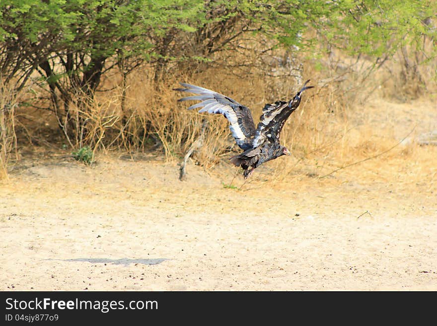 A young Bateleur Eagle taking off from a watering hole on a game ranch. Photo taken in Namibia, Africa. A young Bateleur Eagle taking off from a watering hole on a game ranch. Photo taken in Namibia, Africa.