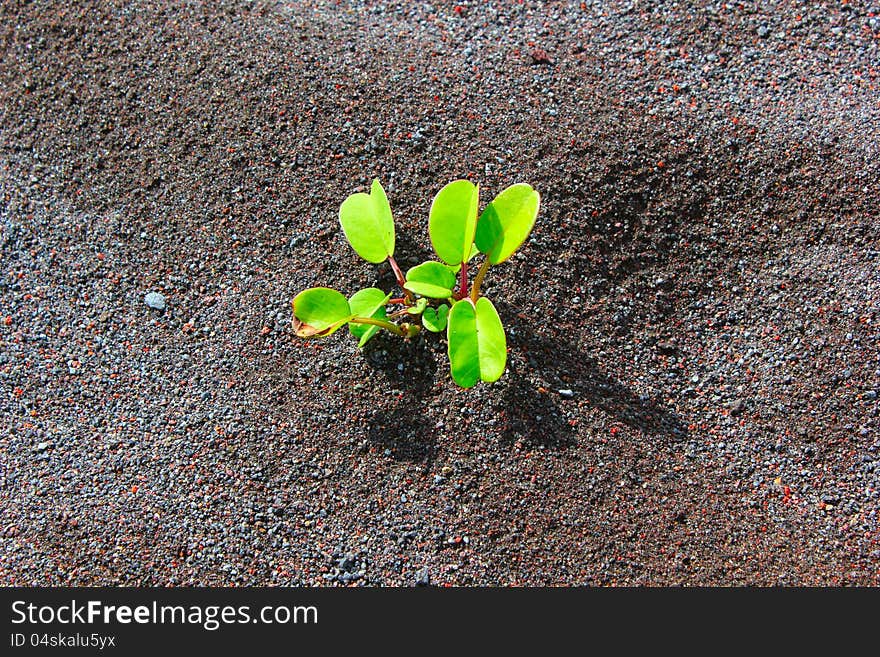 Plants in the middle sand. Plants in the middle sand