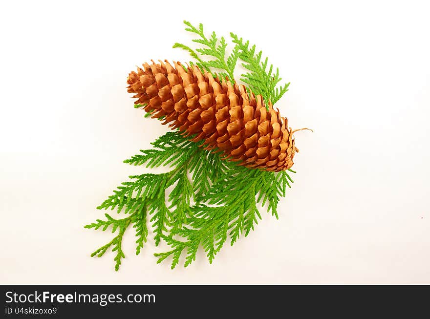 Fir-cone on the branches thuja close-up on white background