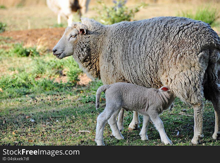 A ewe sheep with her new born lamb feeding and drinking milk from her. A ewe sheep with her new born lamb feeding and drinking milk from her.