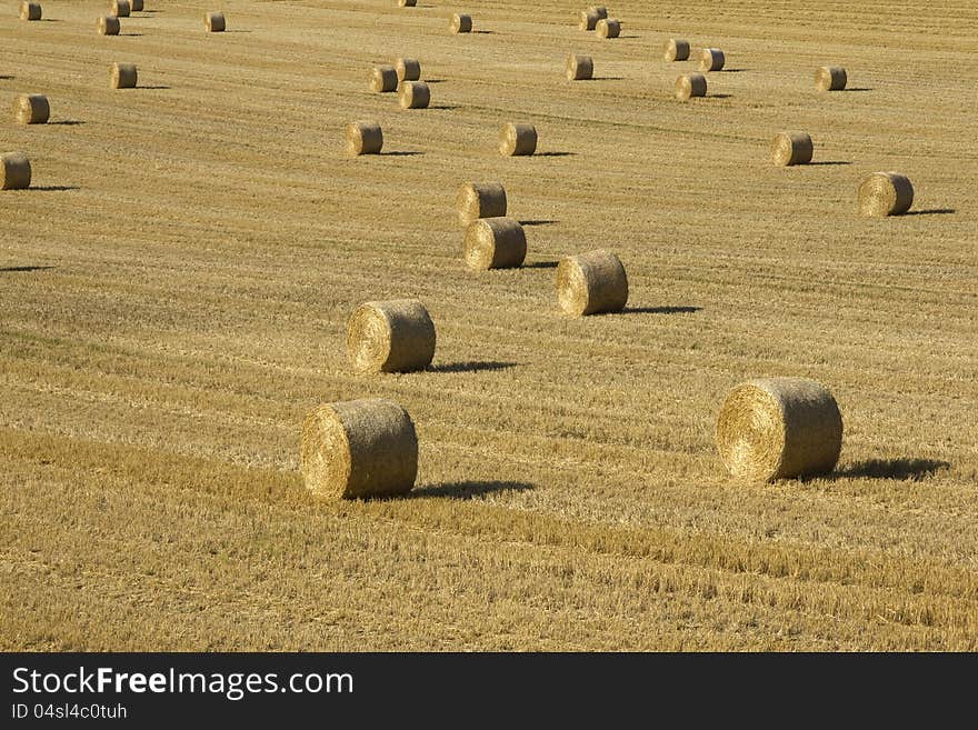 Large field with multiple bales of hay catching the evening sunshine. Large field with multiple bales of hay catching the evening sunshine