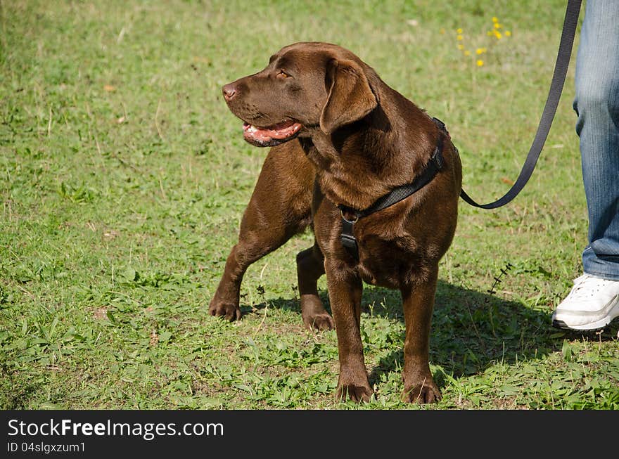 Chocolate Golden Retriever