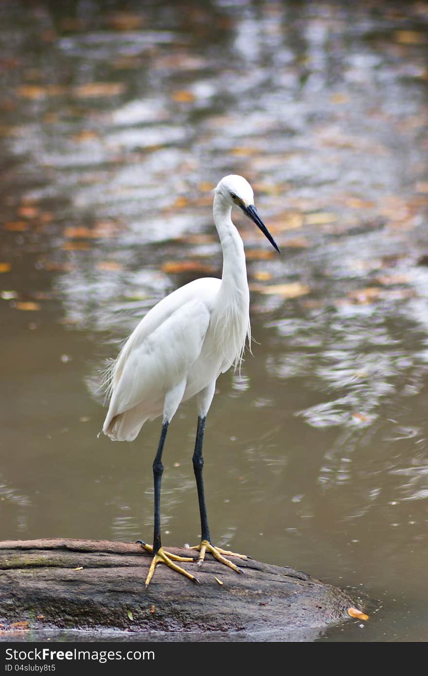 White Stork looking for fish in Suan Luang, Bangkok. White Stork looking for fish in Suan Luang, Bangkok.