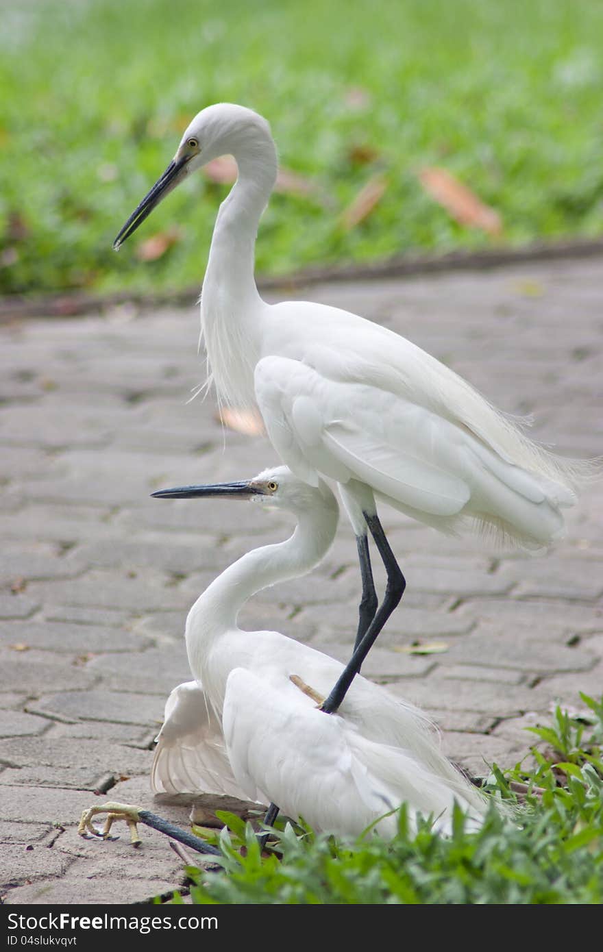 Two storks are quarreling, park in Bangkok. Two storks are quarreling, park in Bangkok.