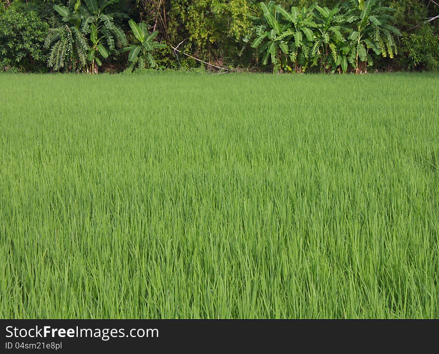 Green leaves background with banana trees.