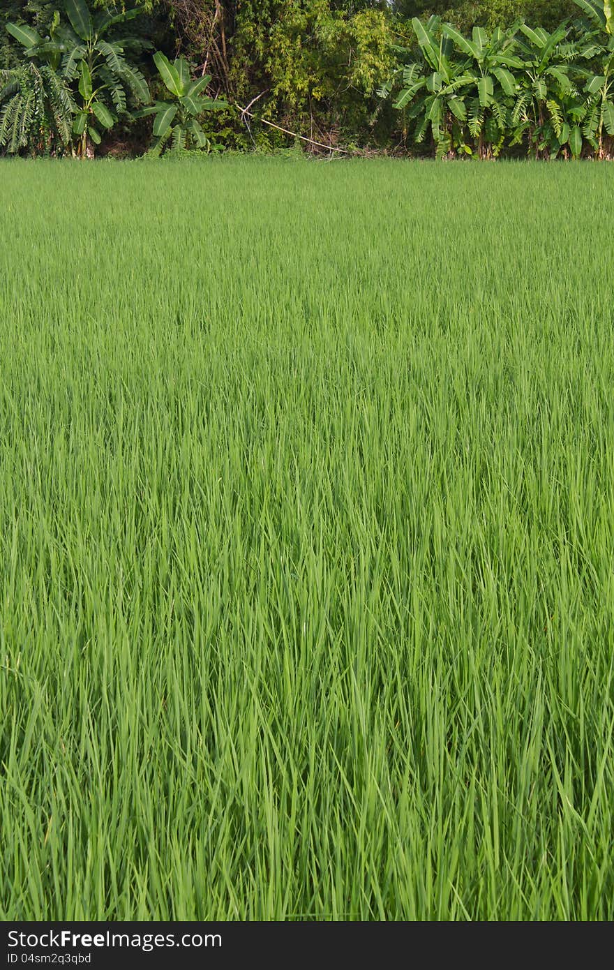 Green Leaves Background With Banana Trees.