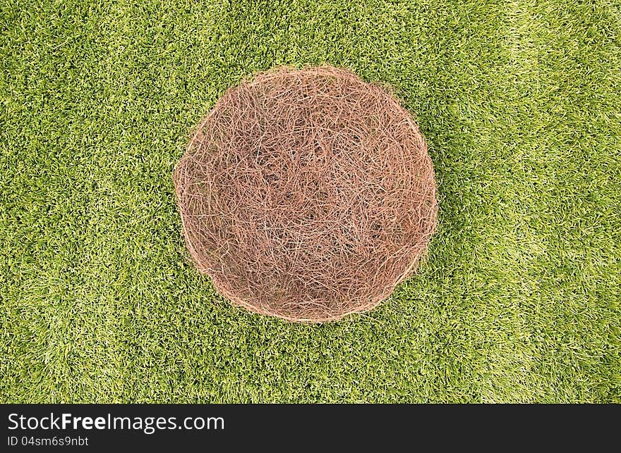 Bowl of green grass