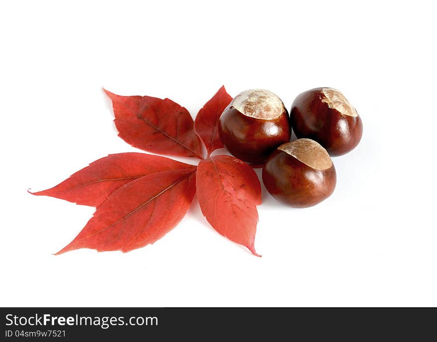 Studio macro of horse chestnuts and autumn leaf. Copy space. Studio macro of horse chestnuts and autumn leaf. Copy space.