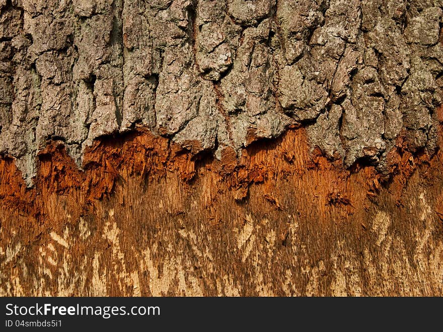 Bark of tree destroyed by beavers