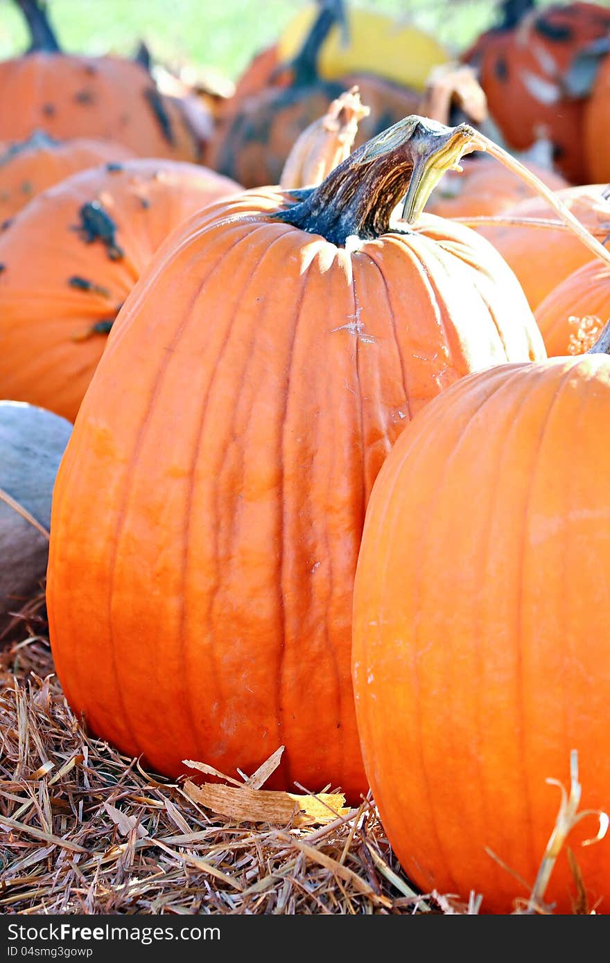 Large pumpkin at a pumpkin patch. Large pumpkin at a pumpkin patch.