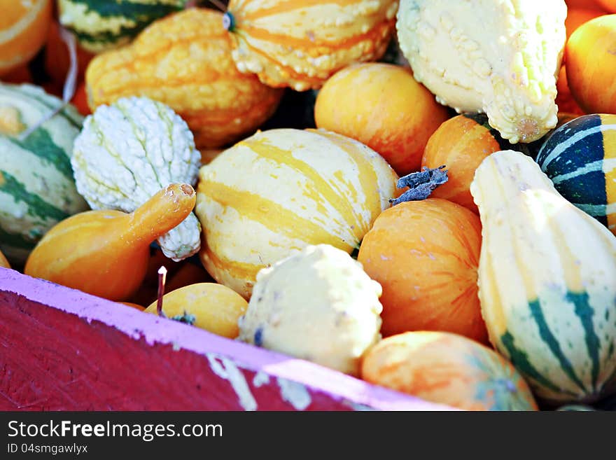 A variety of gourds and squash in a wooden bin. A variety of gourds and squash in a wooden bin.