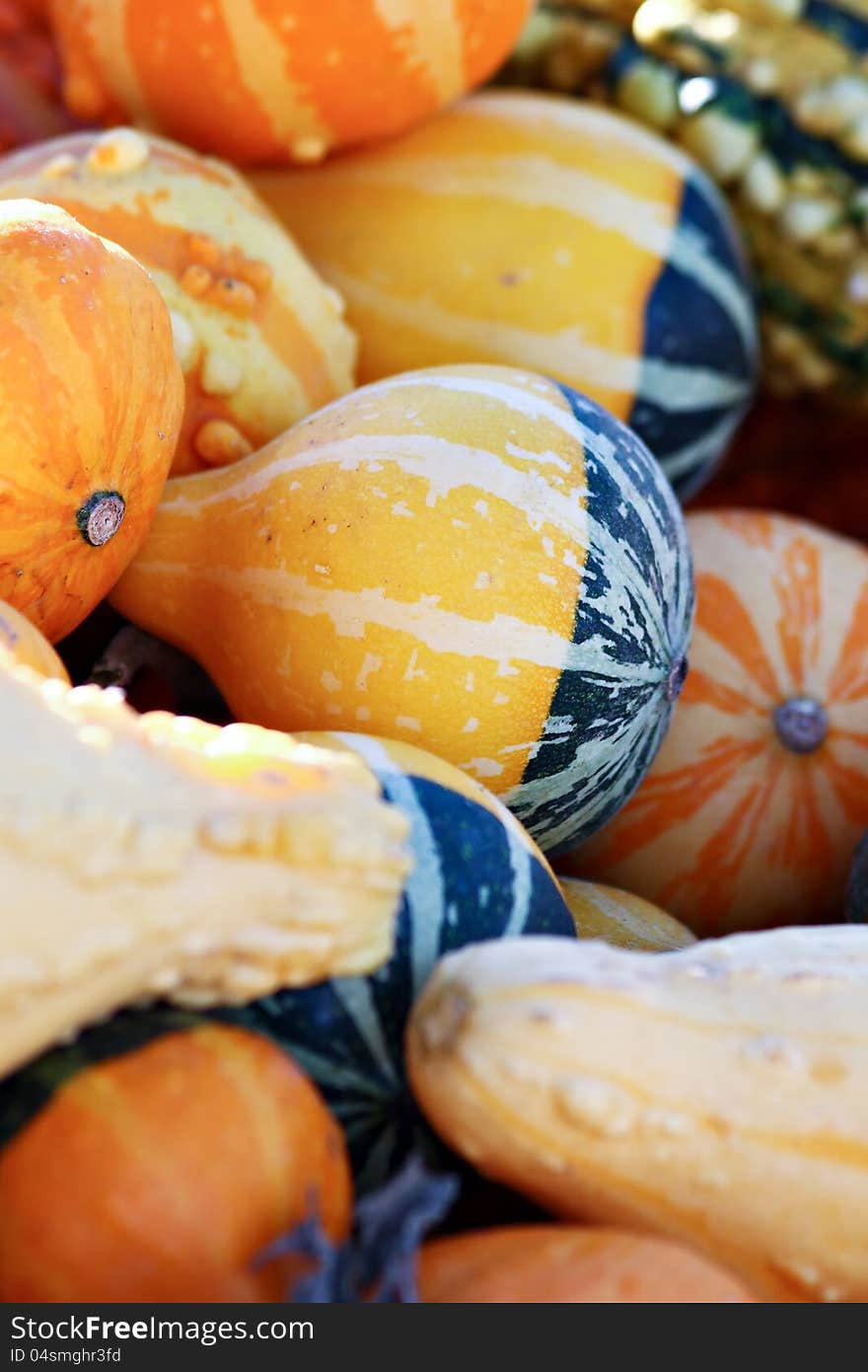 Variety of small orange and yellow gourds.